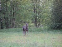 Elch1 : Schweden mit Anja
